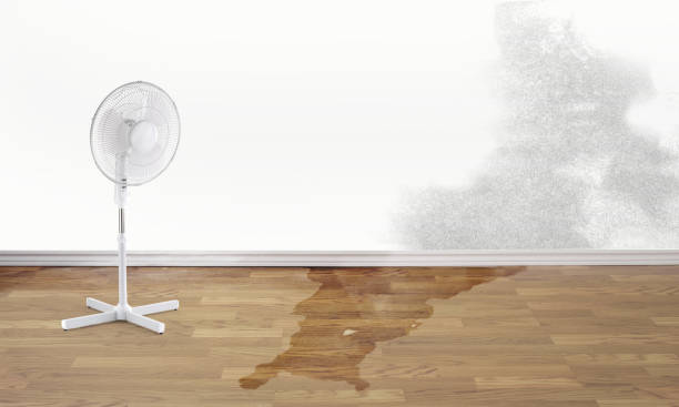 Best Flood damage cleanup  in Scobey, MT