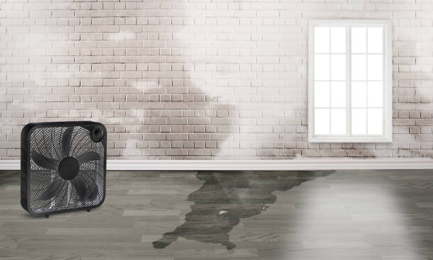 Best Water damage restoration near me  in Scobey, MT