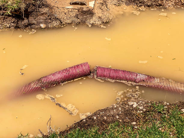 Best Professional water damage repair  in Scobey, MT